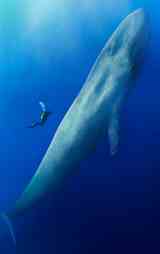 Poster thumbnail image for Sensory Friendly Family Movie Night: Blue Whales: Return of the Giants 2D