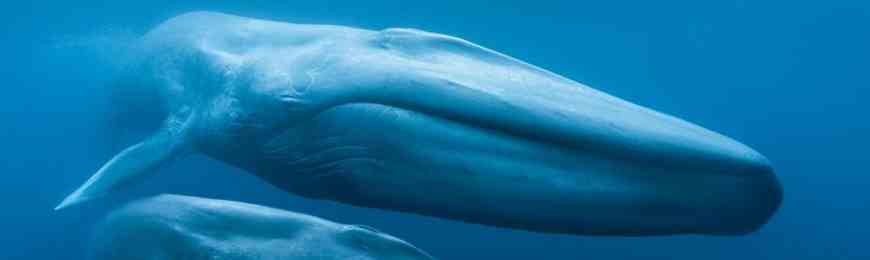 Banner image for Blue Whales: Return of the Giants 3D Special Presentation – An Evening with Dr. Diane Gendron