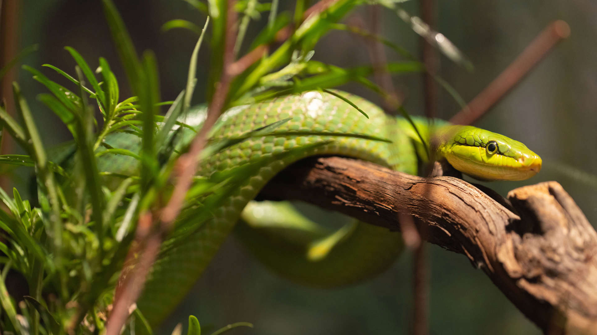 Animals of the Rainforest