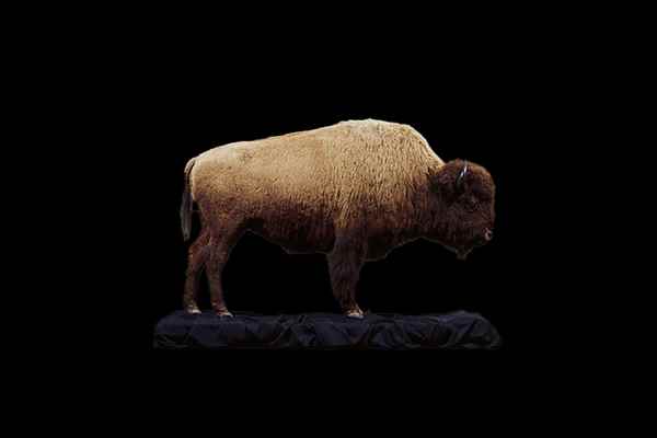 Image of Colorado Bison