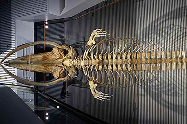 Image of Fin Whale