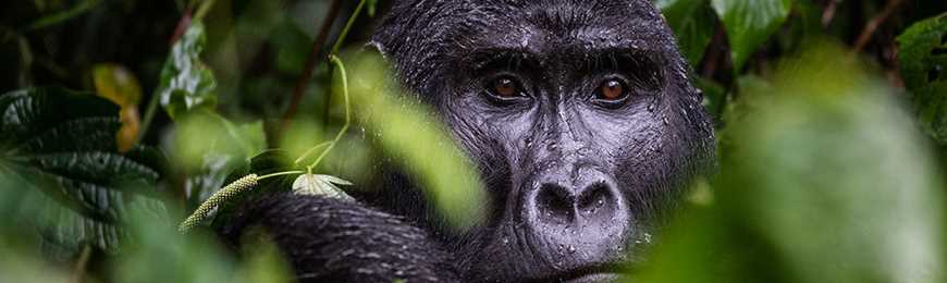 Image for "Walking with Gorillas" with National Geographic Explorer Dr. Gladys Kalema-Zikusoka
