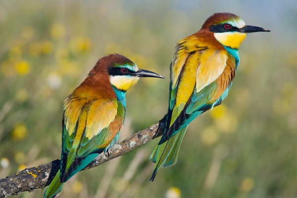 Image for Nature's Canvas: Birds and their Wild Colors