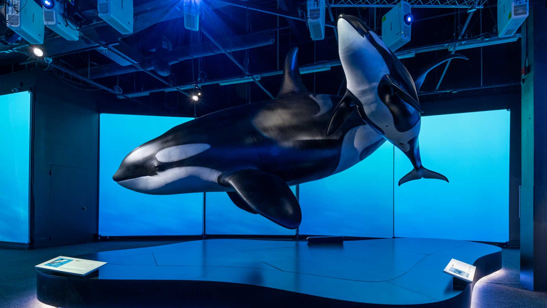 Image for Orcas: Our Shared Future