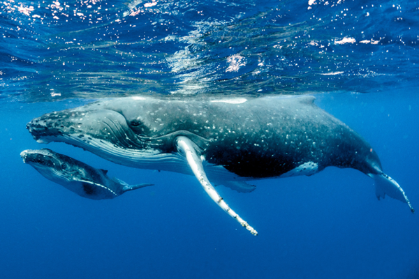 Image for Sensory Friendly Family Movie Night: Blue Whales: Return of the Giants 2D