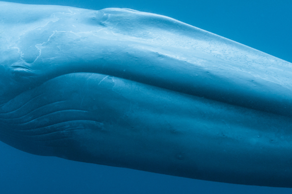 Image for Sensory Friendly Family Movie Night: Blue Whales: Return of the Giants 2D