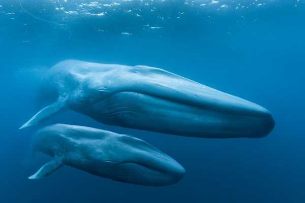 Image for Blue Whales: Return of the Giants 3D Special Presentation – An Evening with Dr. Diane Gendron