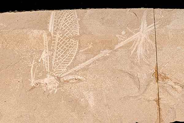 Image of Ghostly Fossil Bugs