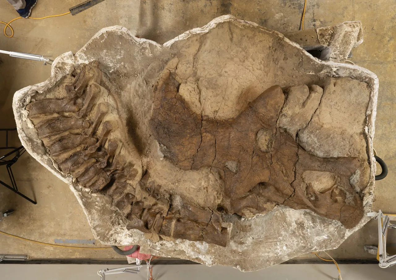 Overhead view of Triceratops jacket, Denver Museum of Nature & Science (Photo: Rick Wicker)