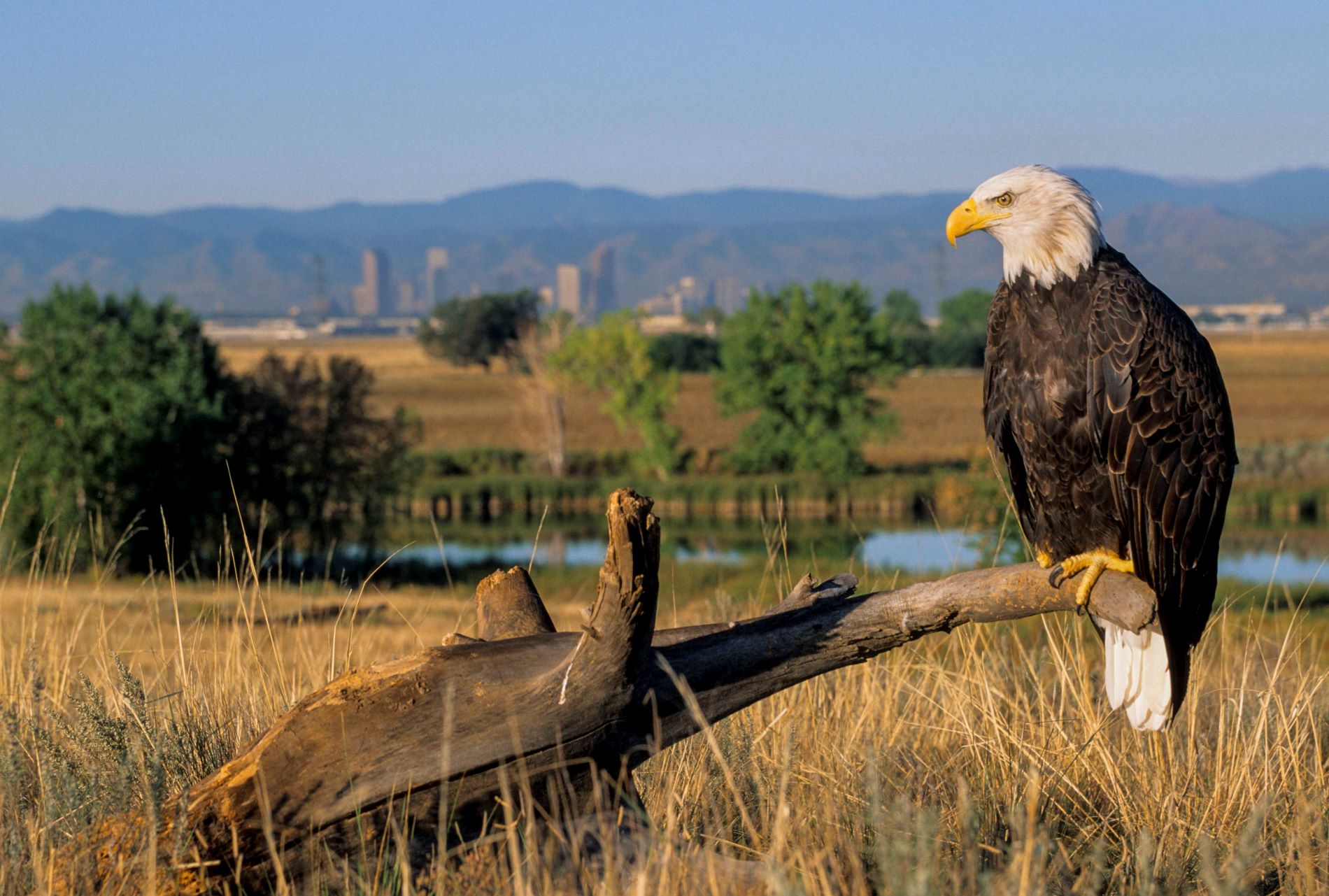 Bald eagle rests on a perch in front the Denver skyline at the Rocky Mountain Arsenal in 1993. (Photo/ Wendy Shattil & Bob Rozinski)
