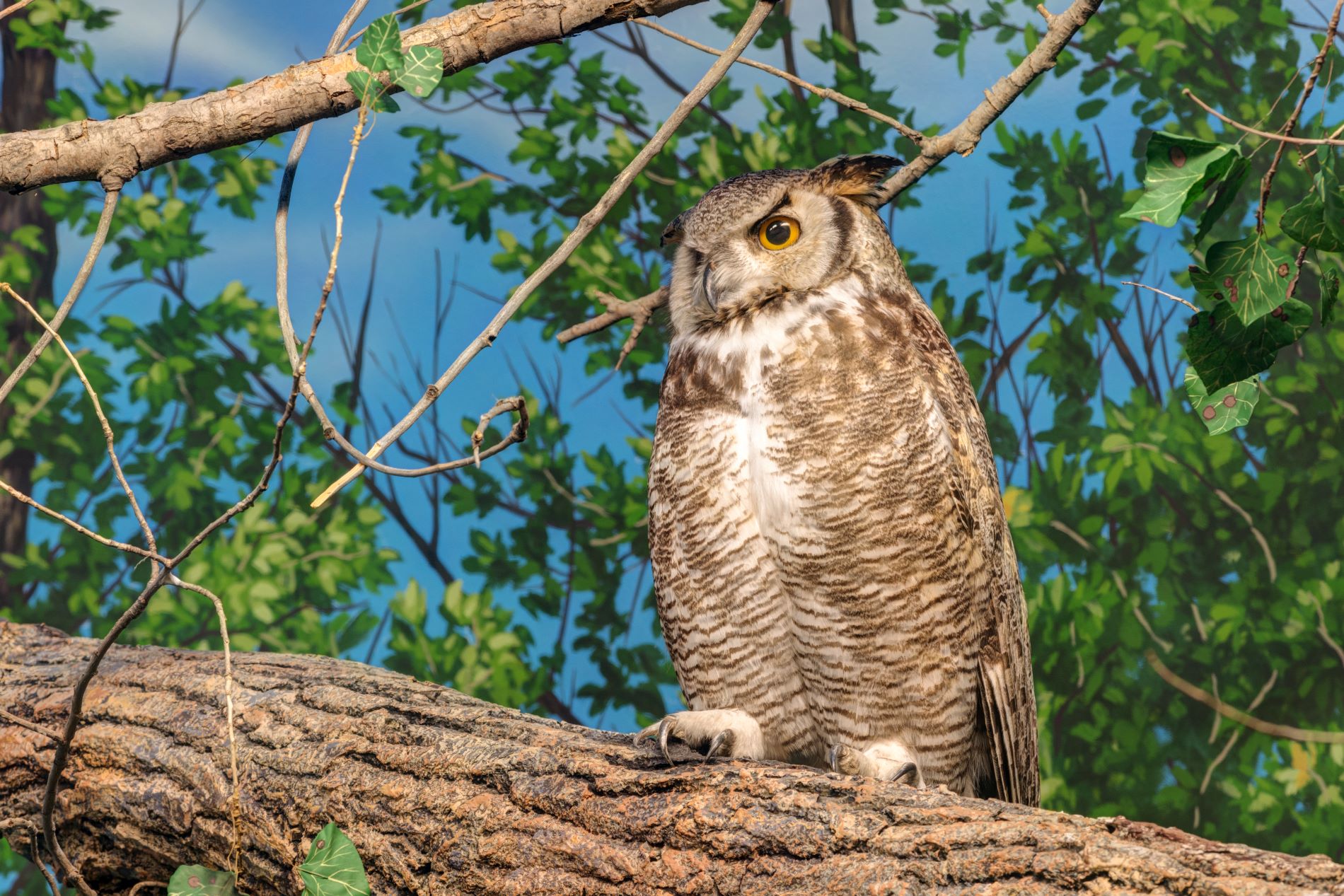 A great horned owl in the white-tailed deer diorama at the Denver Museum of Nature & Science. (Photo/ Rick Wicker)