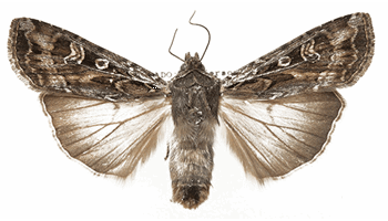 Image for Miller Moths and Their Annual, Strenuous Migration