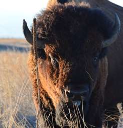 Banner image for Scientists in Action: Bringing Back Bison