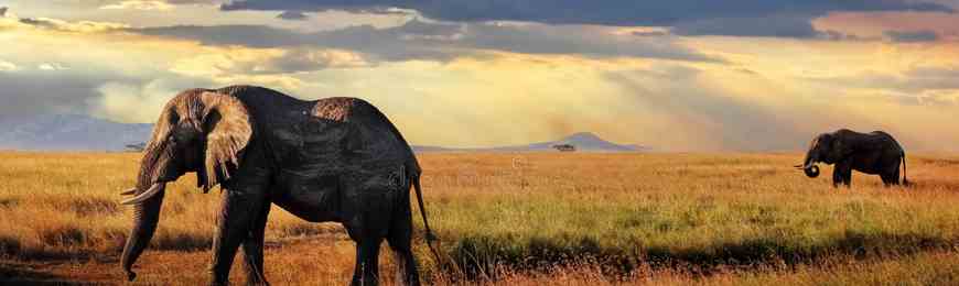 Banner image for Serengeti: Journey to the Heart of Africa