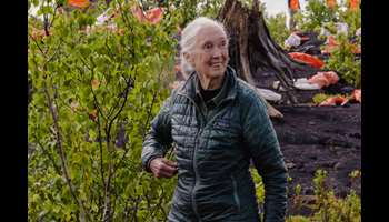 Image for 7 Reasons to Watch Jane Goodall’s Reasons for Hope