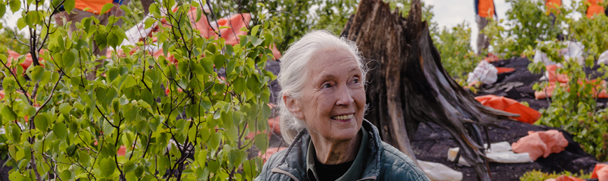 Title banner image for Jane Goodall's Reasons for Hope