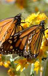 Poster thumbnail for Flight of the Butterflies 3D