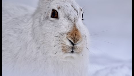 Image for The Genetics of Winter Camouflage: How Jackrabbits Might Survive Climate Change