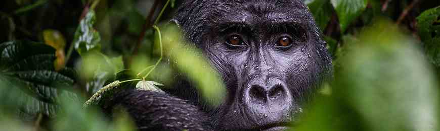 Banner image for "Walking with Gorillas" with National Geographic Explorer Dr. Gladys Kalema-Zikusoka