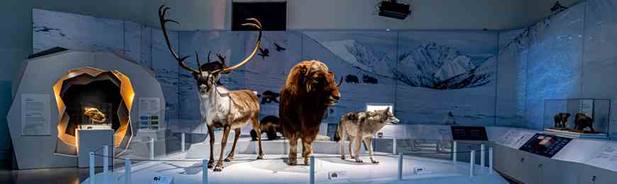 Image for Mysteries of the Ice Ages