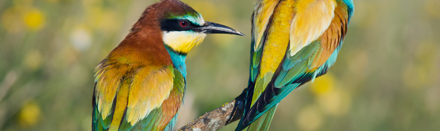 Banner image for Nature's Canvas: Birds and their Wild Colors