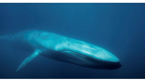 Image for Reasons to Watch Blue Whales Movie at the Museum