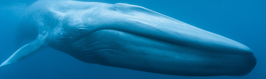 Banner image for Sensory Friendly Family Movie Night: Blue Whales: Return of the Giants 2D