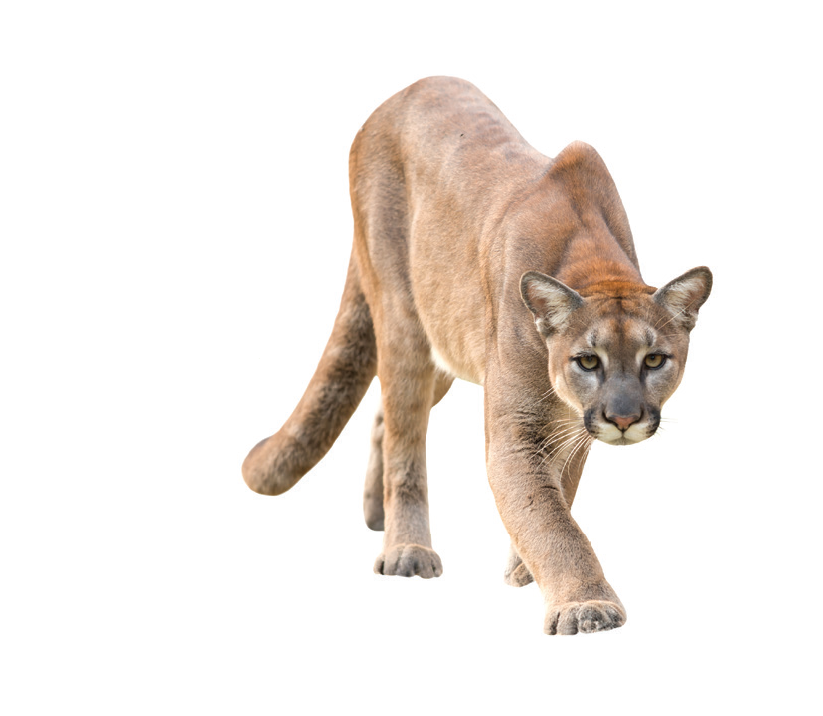 Mountain lion prowling against a white background