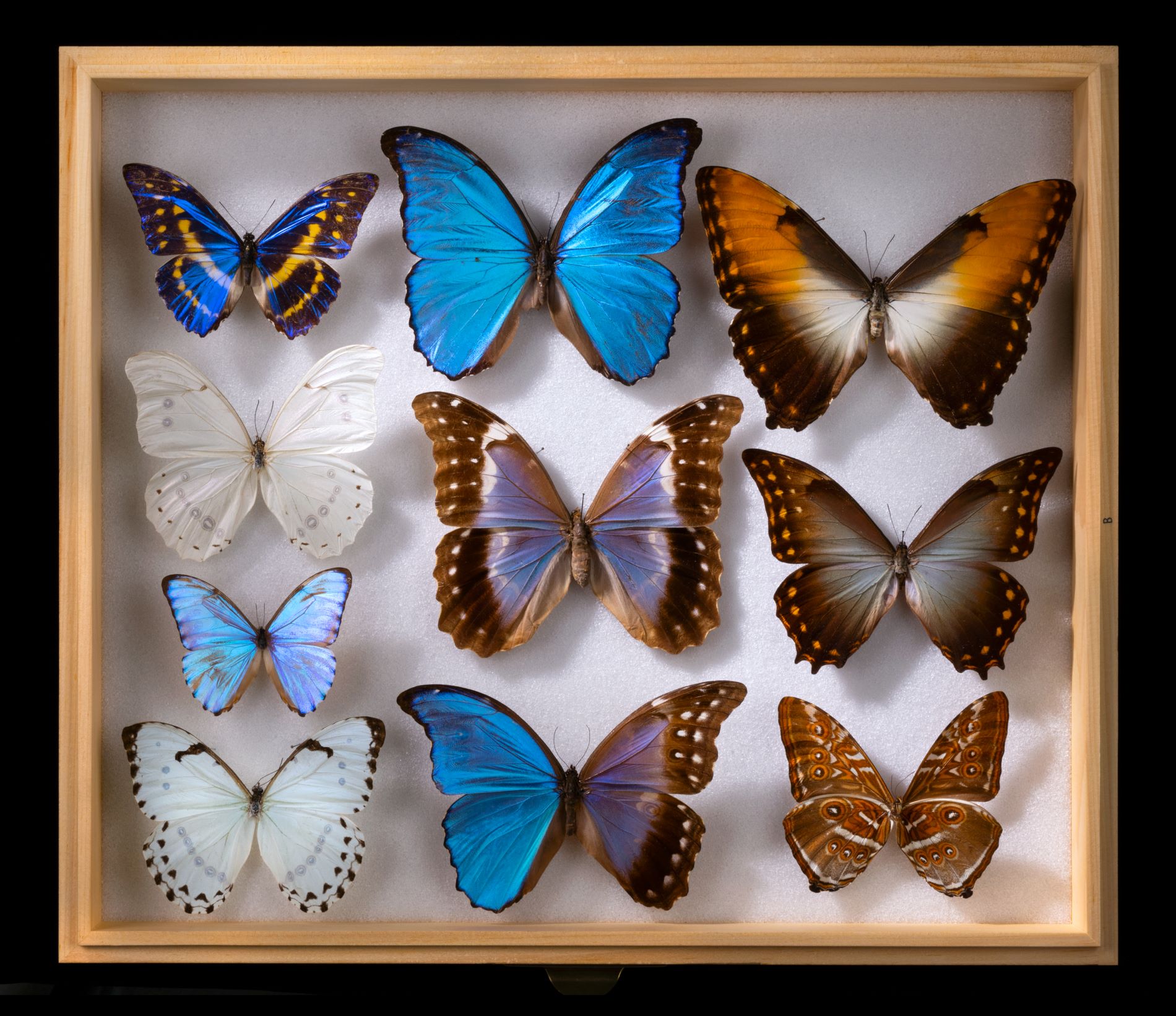 Butterfly Group1