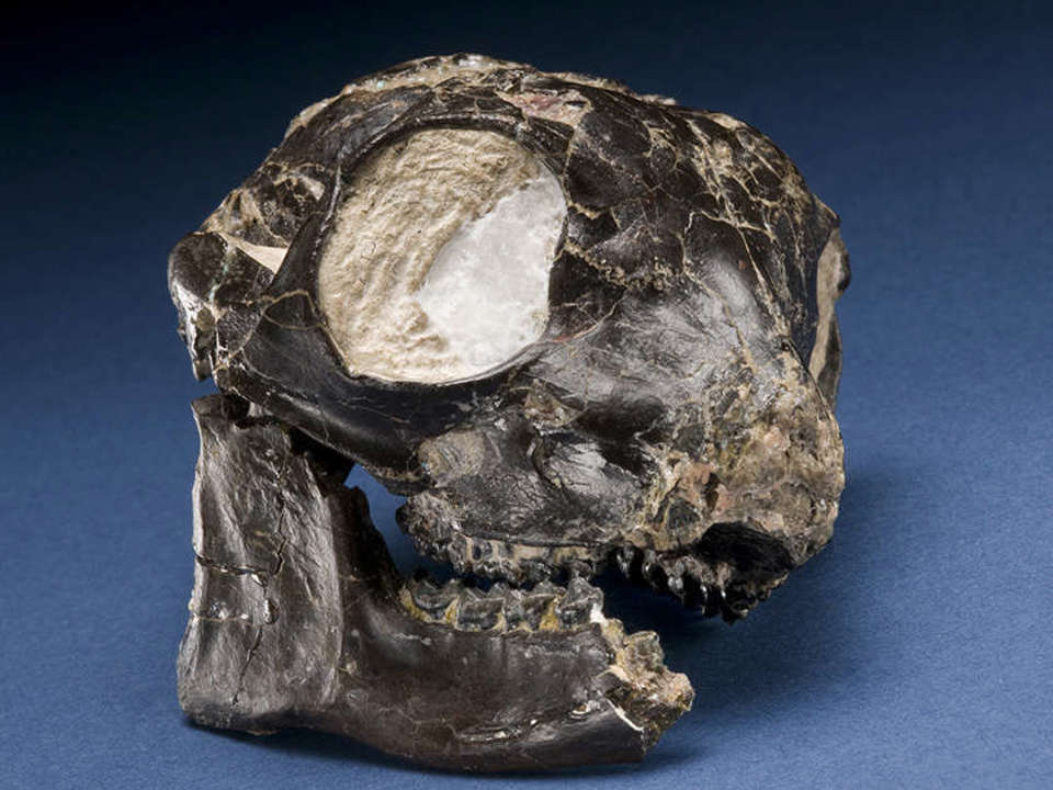 brown fossilized skull of the Smilodectes gracilis sitting on a blue background