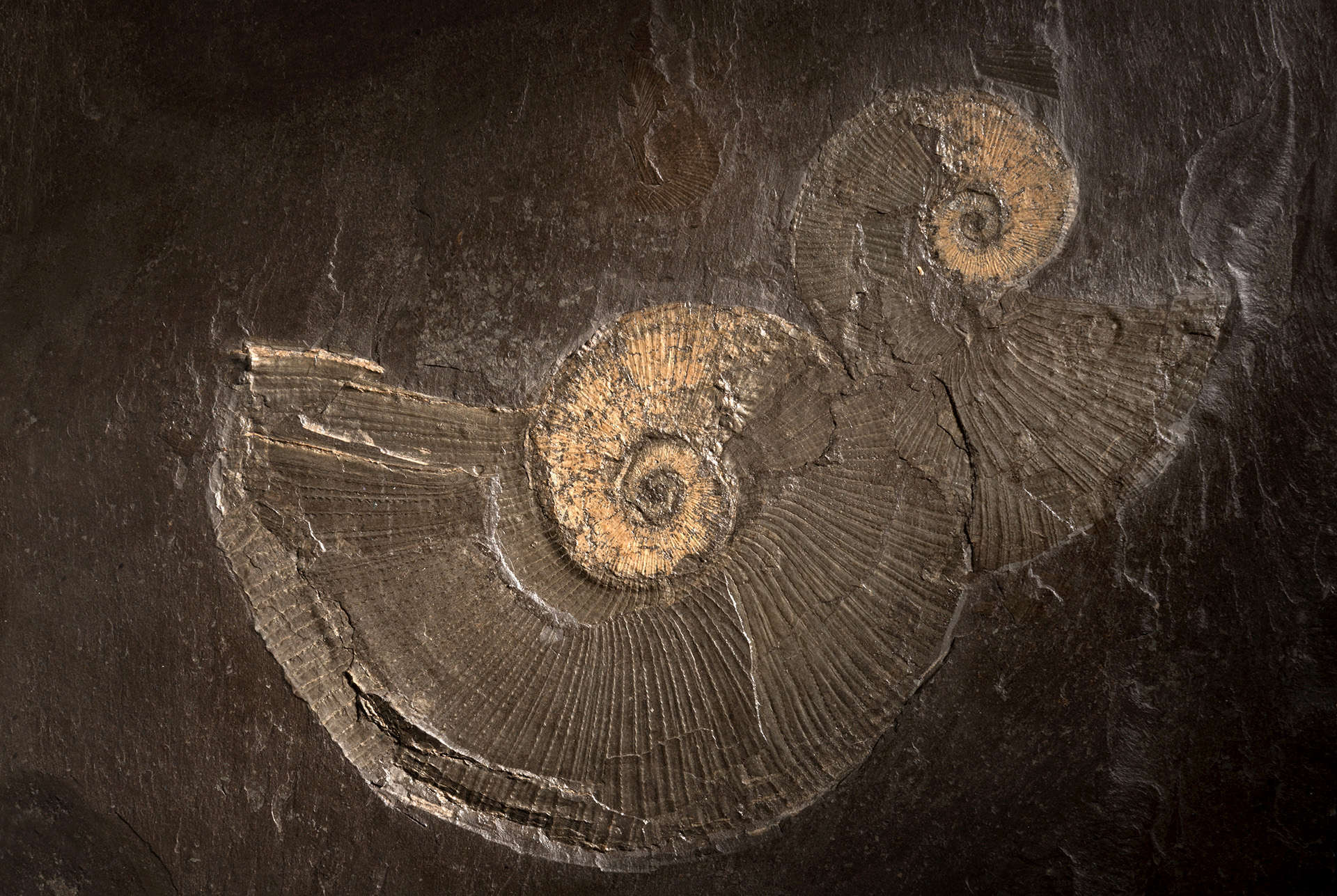 dark brown stone with the imprints of fossilized nautilus showing through