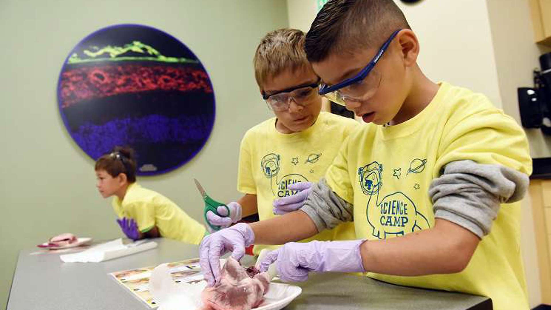 Two boys in yellow shirts collaborate on a heart dissection, focused and engaged in their work.