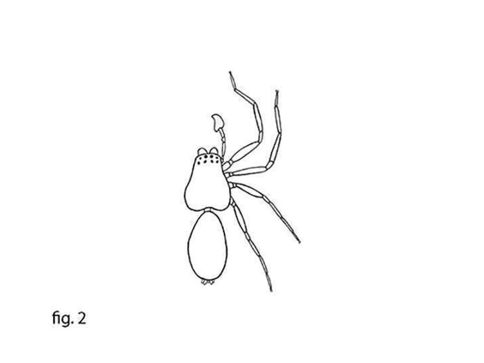 line drawing of a spider abdomen adn the lefts and chelicerae of the right side of the spider