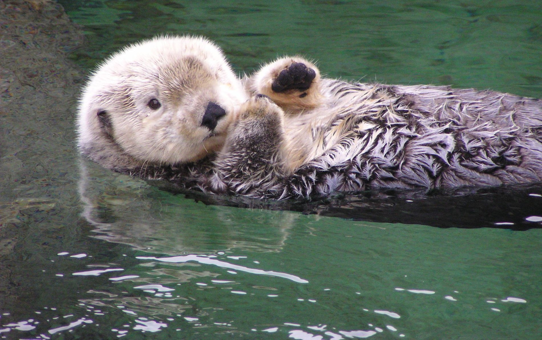 A sea otter floating on their back at the Vancouver Aquarium. (Photo/ S0MEBODY 3LSE via Flickr)