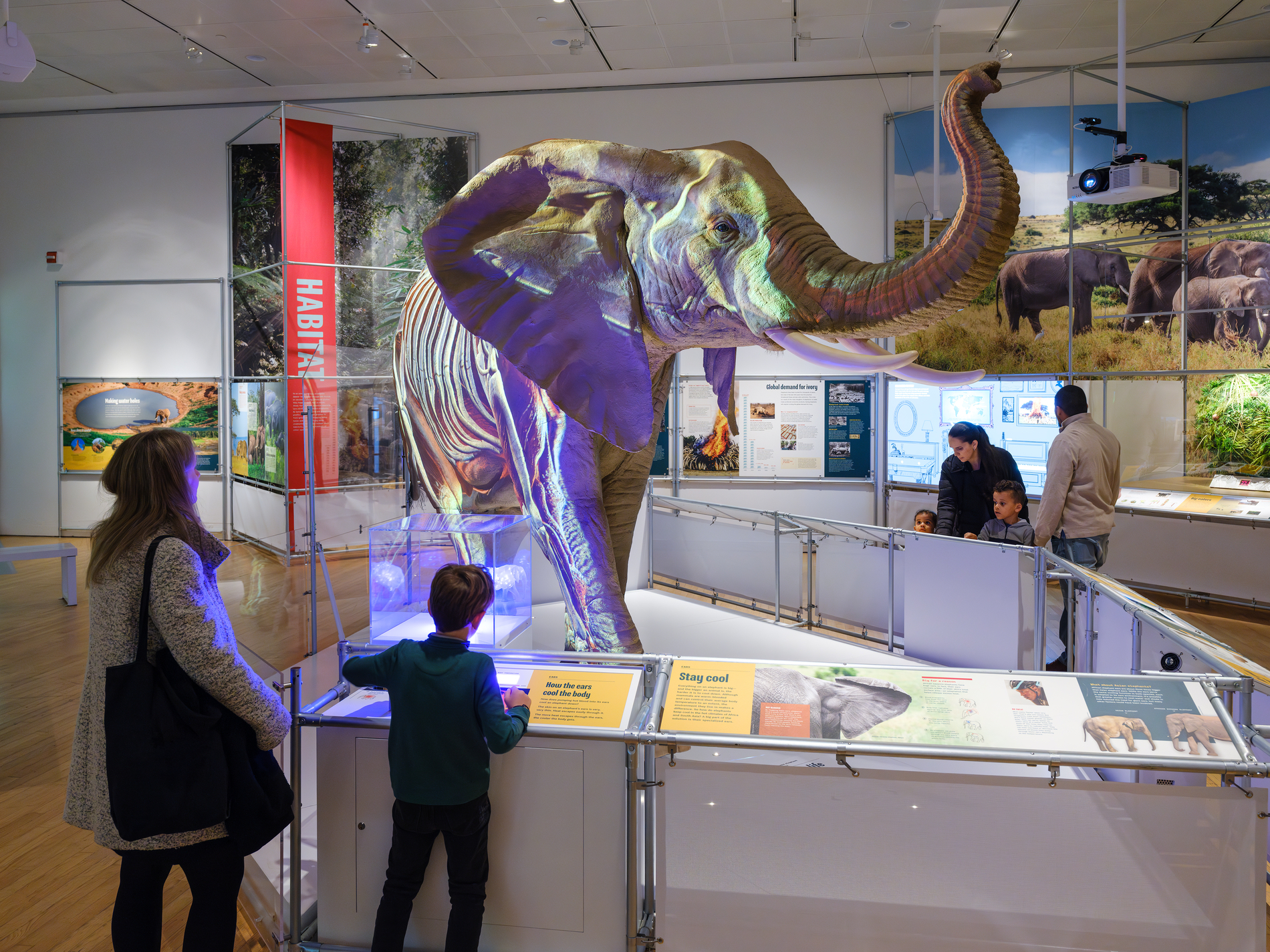 The exhibition features a life-size model of an African elephant—the largest living land animal. A video projection on one side of the African elephant model shows the skeleton of this massive mammal and provides an inside look at how it processes the huge amount of food it eats—about 300–500 pounds per day—and elephant gestation, which can last for nearly two years, longer than any other living mammal. (Photo/ Alvaro Keding/© AMNH)