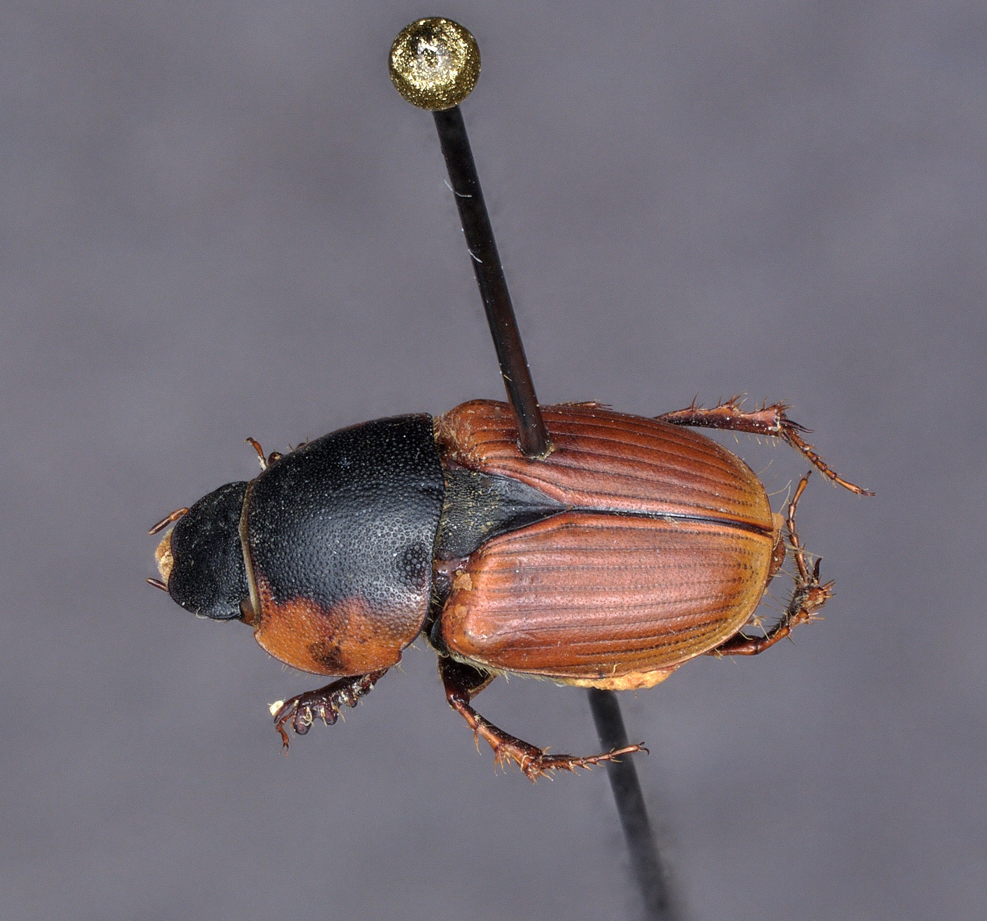 Dung beetle Aphodius maculicollis, collected on March 8, 2003, from elephant dung in Laikipia, Kenya. The catalogue number is DMNS ZE. 133396. (Photo/ Frank Krell)
