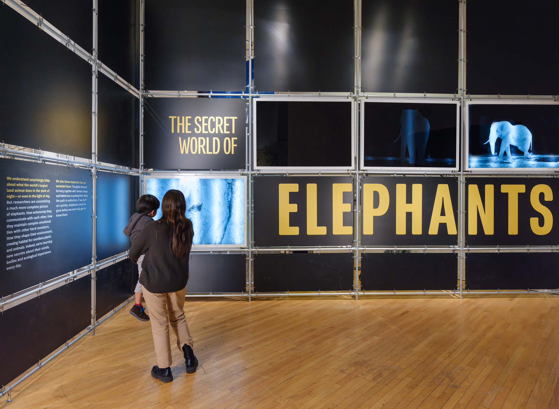 1A. The Secret World Of Elephants AK 231102 0832 1900X1392 8Df2864