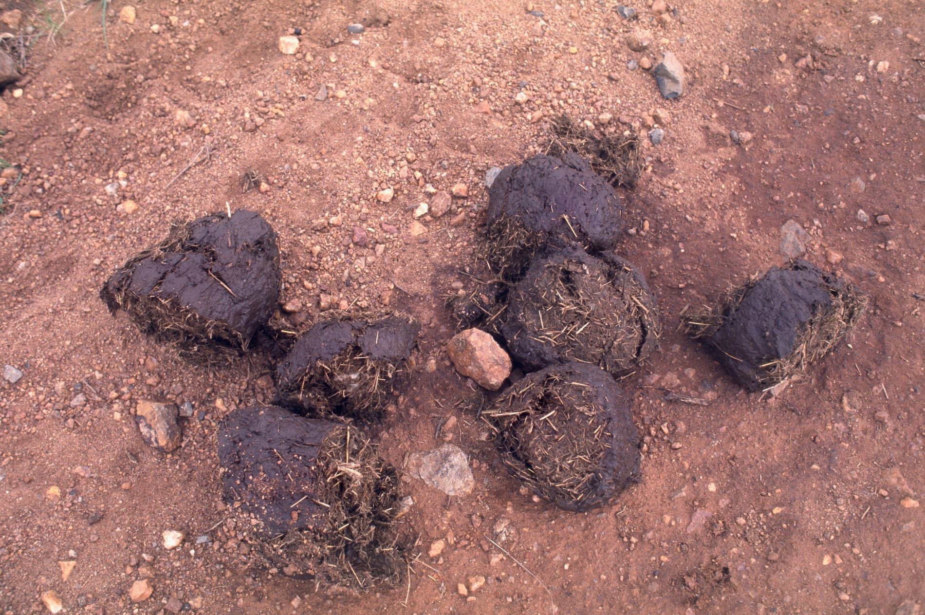 Dung 1