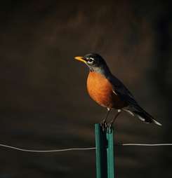 Banner image for Bird Watching in Your Neighborhood