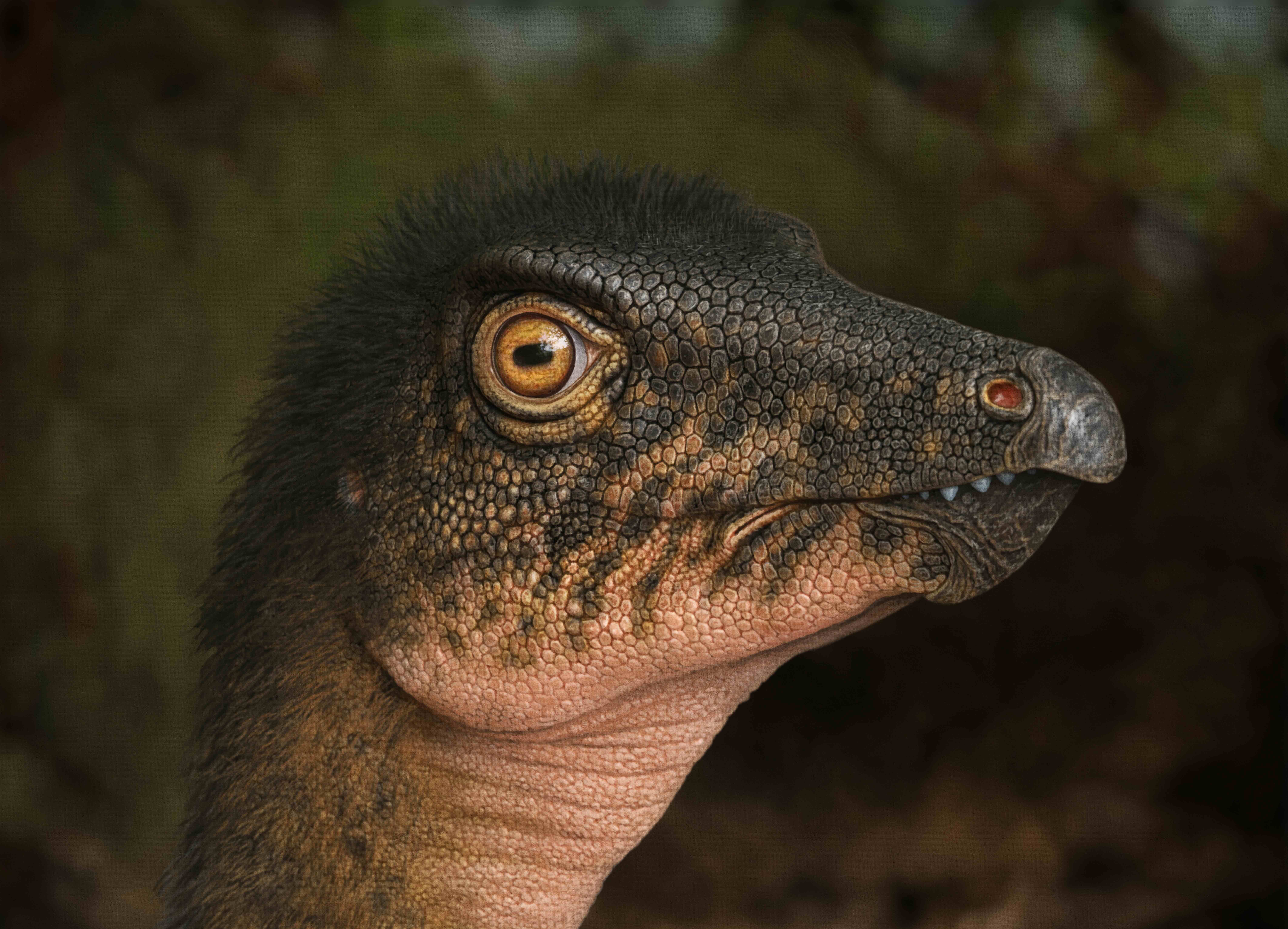 Image of a plant-eating ornithopod dinosaur, Thescelosaurus during the latest Cretaceous Period, nearly 67 million years ago. These around 10-12 foot long two-legged animals roamed the tropical swamps, forests and floodplains where Denver now stands. Their vertebrae are similar to the one found in the rock core deep below the Museum. (Photo/ Andrey Atuchin, Denver Museum of Nature & Science)