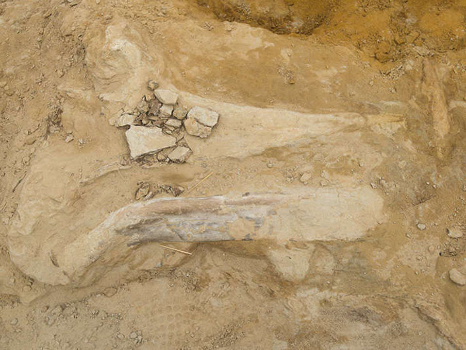Large fossil bone of a torosaurus shown before it was removed from the ground in Thornton