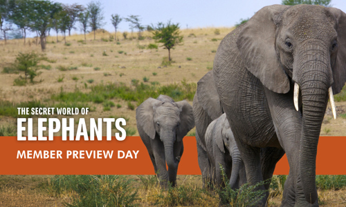 Elephants Webstore Preview Day 754X495 V3