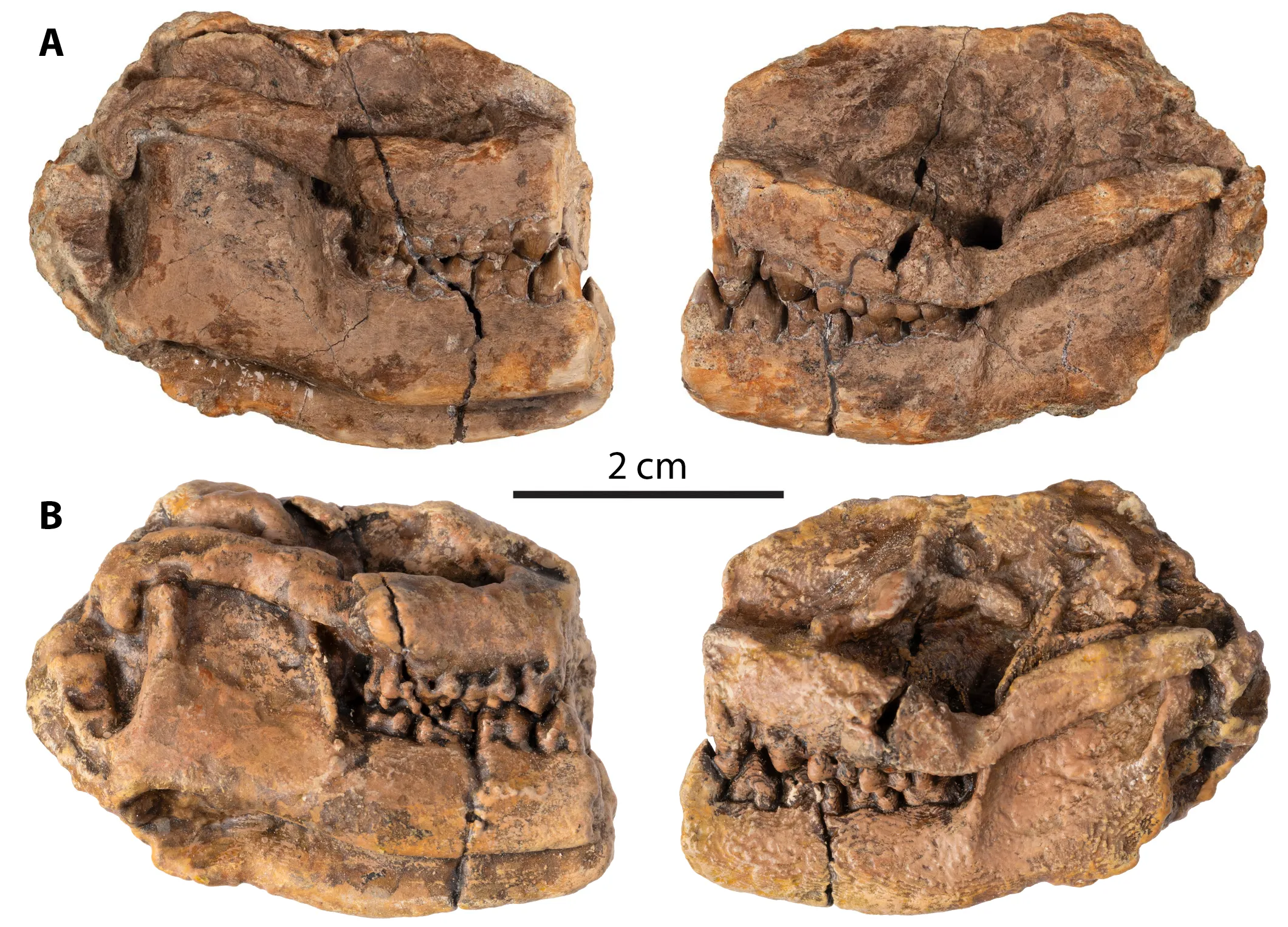Militocodon lydae skull from the early Paleocene of the Denver Basin; A) Fossil; B) Replica on display in Japan. (Photo/Rick Wicker)