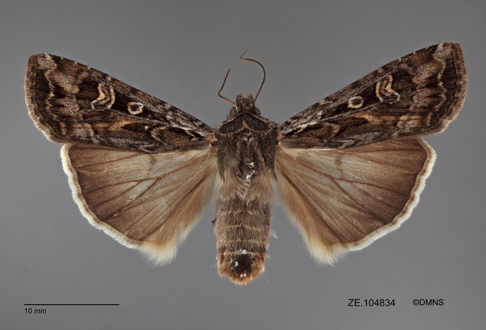 Ze104834 Dorsal 1544732263 Lg