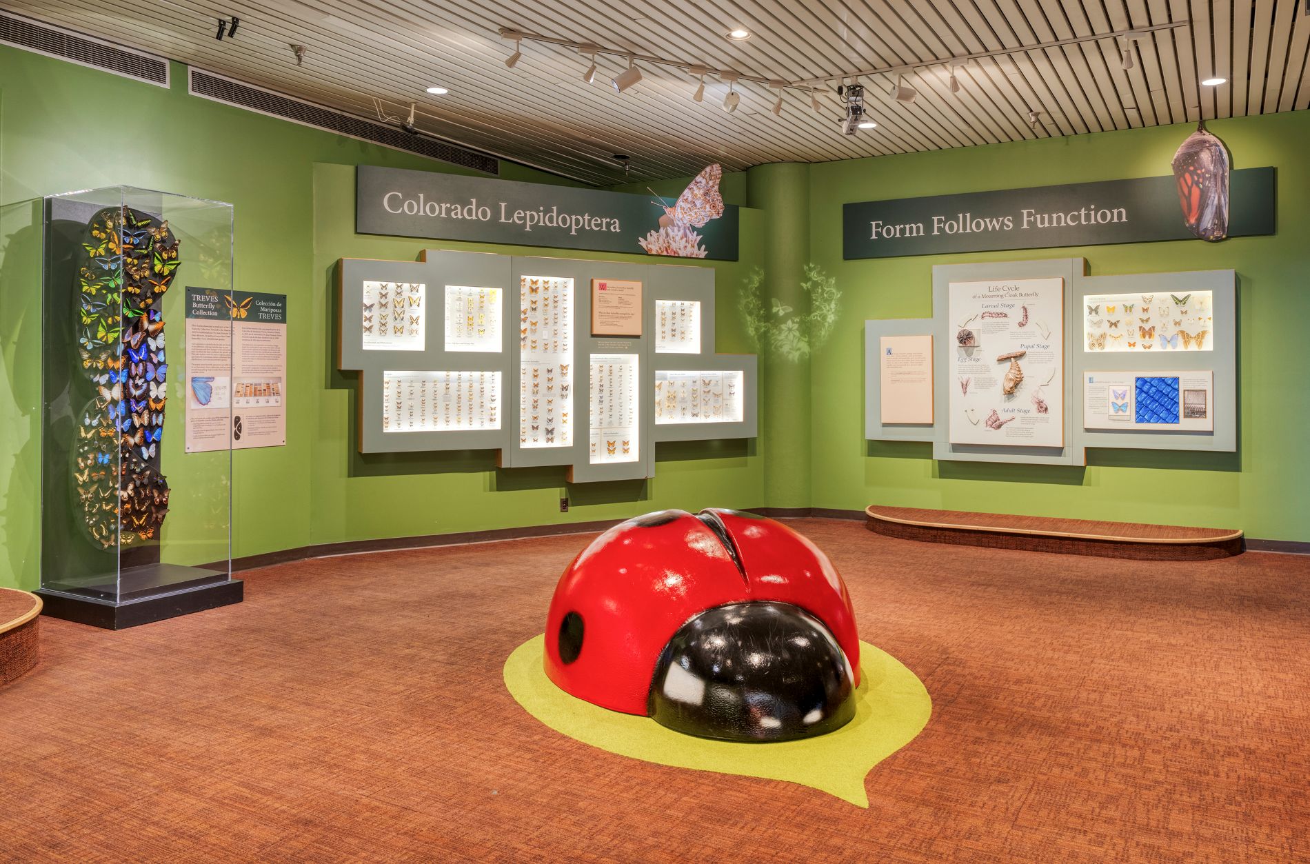  The toddler-fan-favorite Lady Bug, perched on a “leaf” in the Insects and Butterflies exhibition in the first floor Central Atrium, has long been a gathering and play place for young families. Now, we are excited to let our guests know that the space has received a refresh! (Photo/ Rick Wicker)
