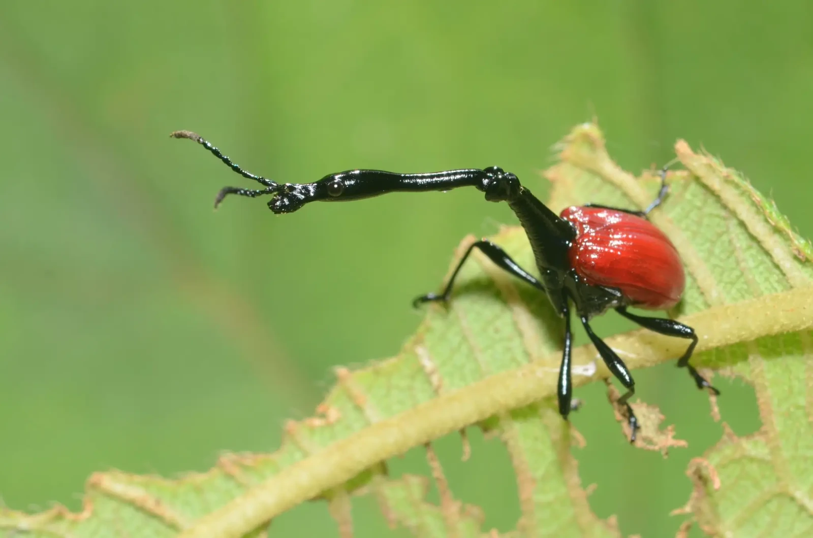 Trachelophorus Giraffa
