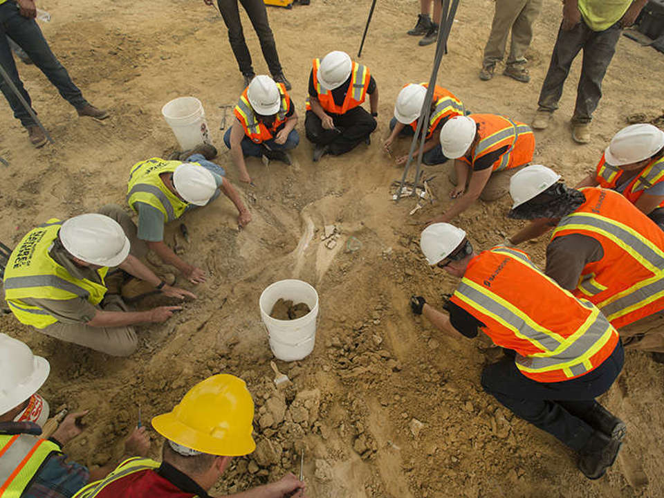 A large group of people in hard hats and orange and yellow vests all bent over in a semi-circle to dig a fossil out of hte ground