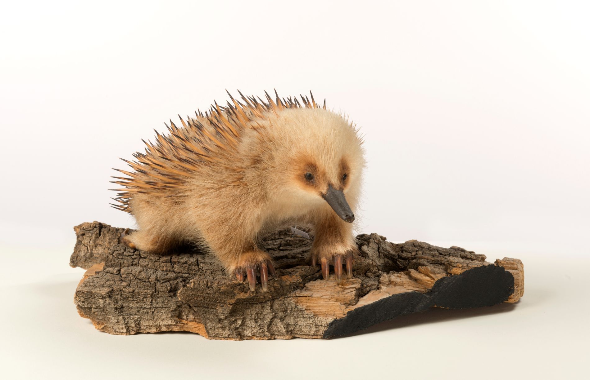 Zoology mount of short-beaked echidna Tachyglossus aculeatus. Catalogue number: IV.ZM.16432.P. (Photo/ Rick Wicker)