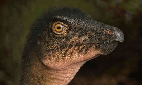 Thescelosaurus Small (1)