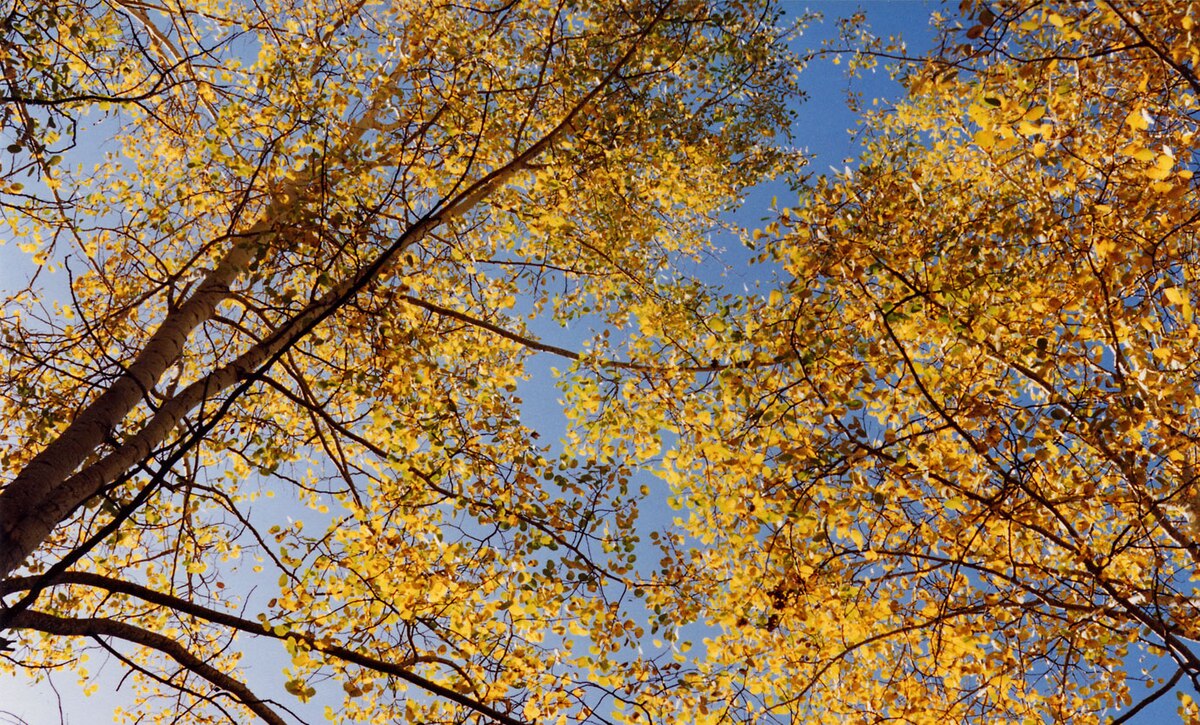 Aspens Autumn Yellow